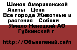 Шенок Американской Акиты › Цена ­ 35 000 - Все города Животные и растения » Собаки   . Ямало-Ненецкий АО,Губкинский г.